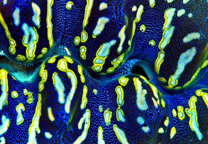 Giant Clam