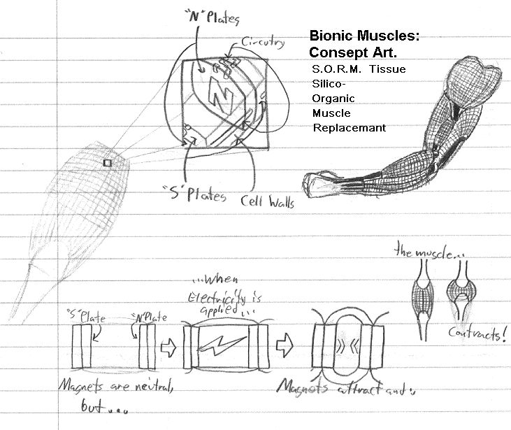 BionicMusclesDiagram by gr8fzy1 on DeviantArt