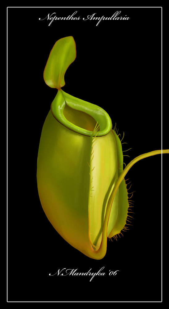 Nepenthes Ampullaria by darks