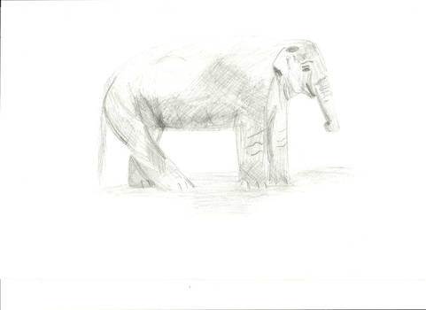 elephant