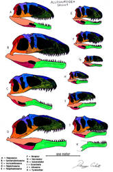 Allosauroidea skull comparison (to scale)