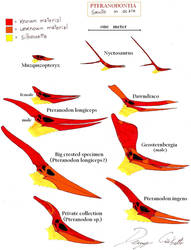 Pteranodontia skull comparison (to scale)