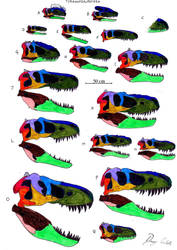 Tyrannosauroidea skull comparison
