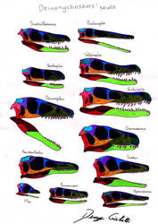 Deinonychosauria skull comparison