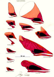 Tapejaridae skull comparison (to scale)