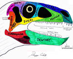 Dinosaur Skull Nomenclature