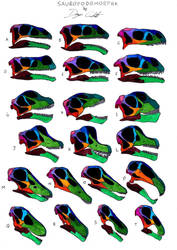 Sauropodomorpha skull comparison (not to scale)