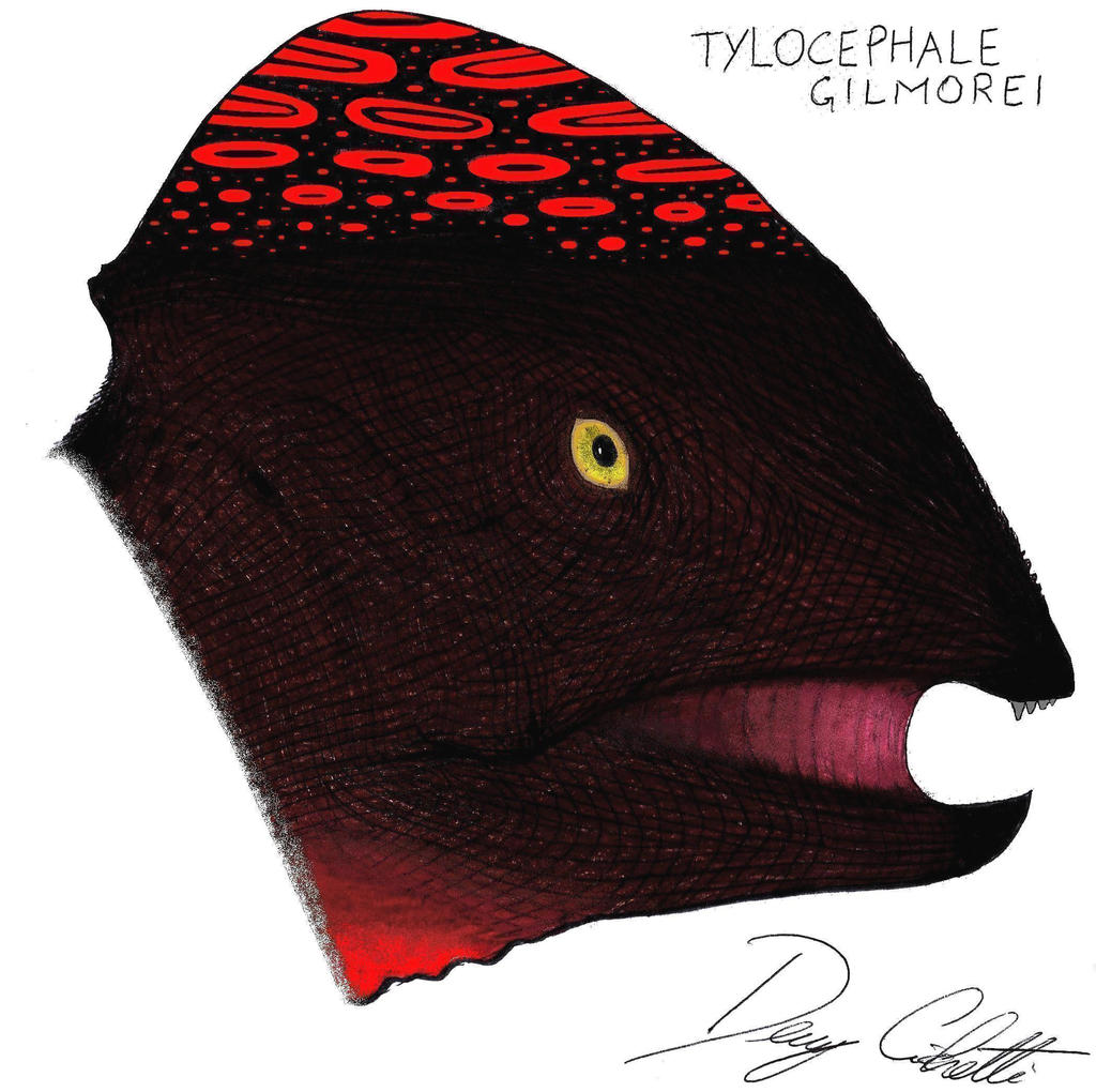 Tylocephale