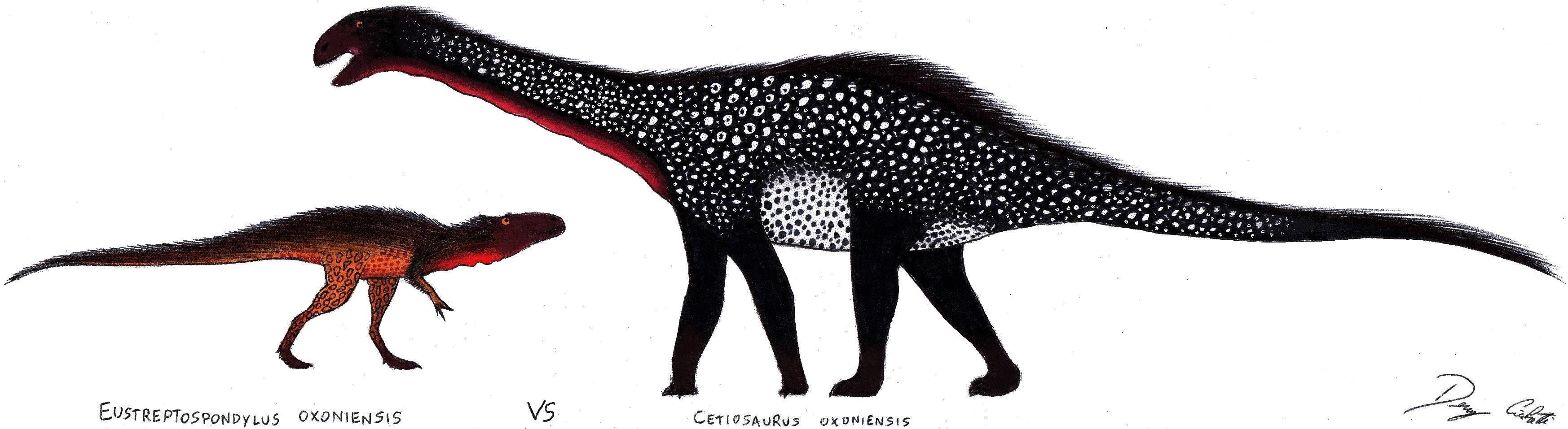 Eustreptospondylus VS Cetiosaurus by Dennonyx