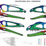 Coelophysidae Skull Comparison