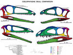 Coelophysidae Skull Comparison
