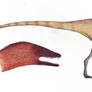 Dracoraptor