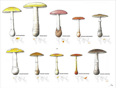 Pyrography / Woodburning Amanita Mushroom by toadcraft on DeviantArt