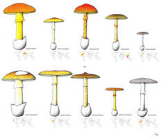 Amanita illustrated (9) Amanita caesarea group