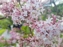 Nature Stock Photo | Nature Photography