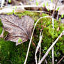 Leaf And Moss