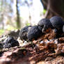 Fungi close up