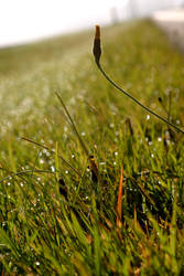 Dandelion