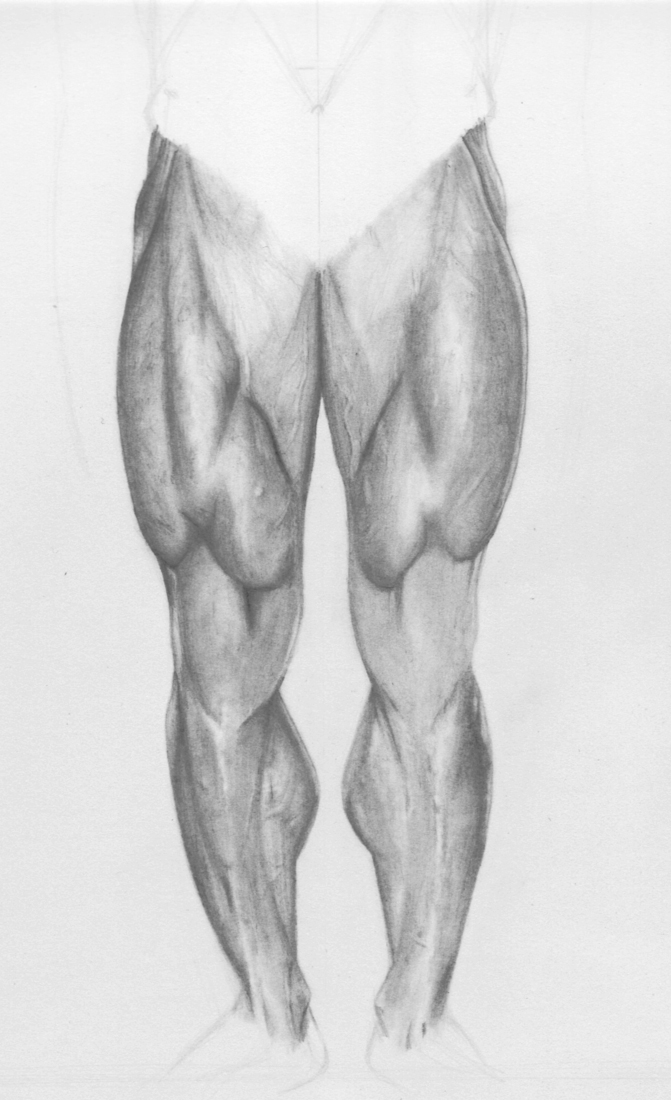 Leg Muscles by Dust-989 on DeviantArt