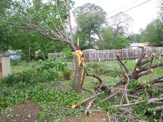 Damaged Tree