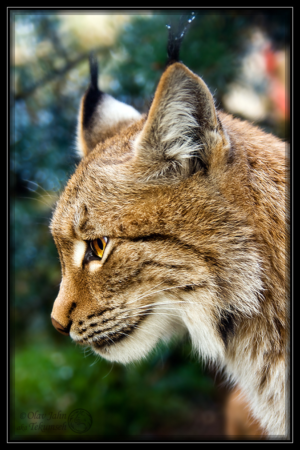 Spanish Lynx - a portrait