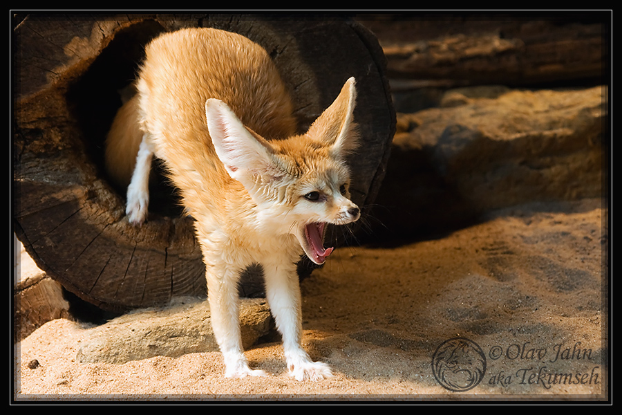 Big foxy yawn