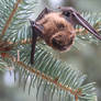 Little Brown Bat