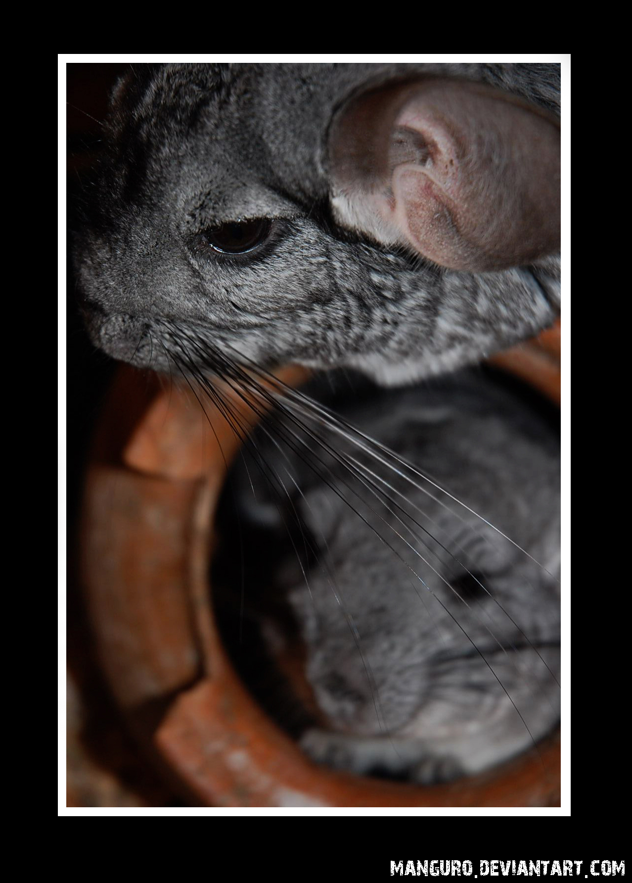 Chinchillas