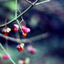 berry bokeh