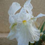 white Flower 2