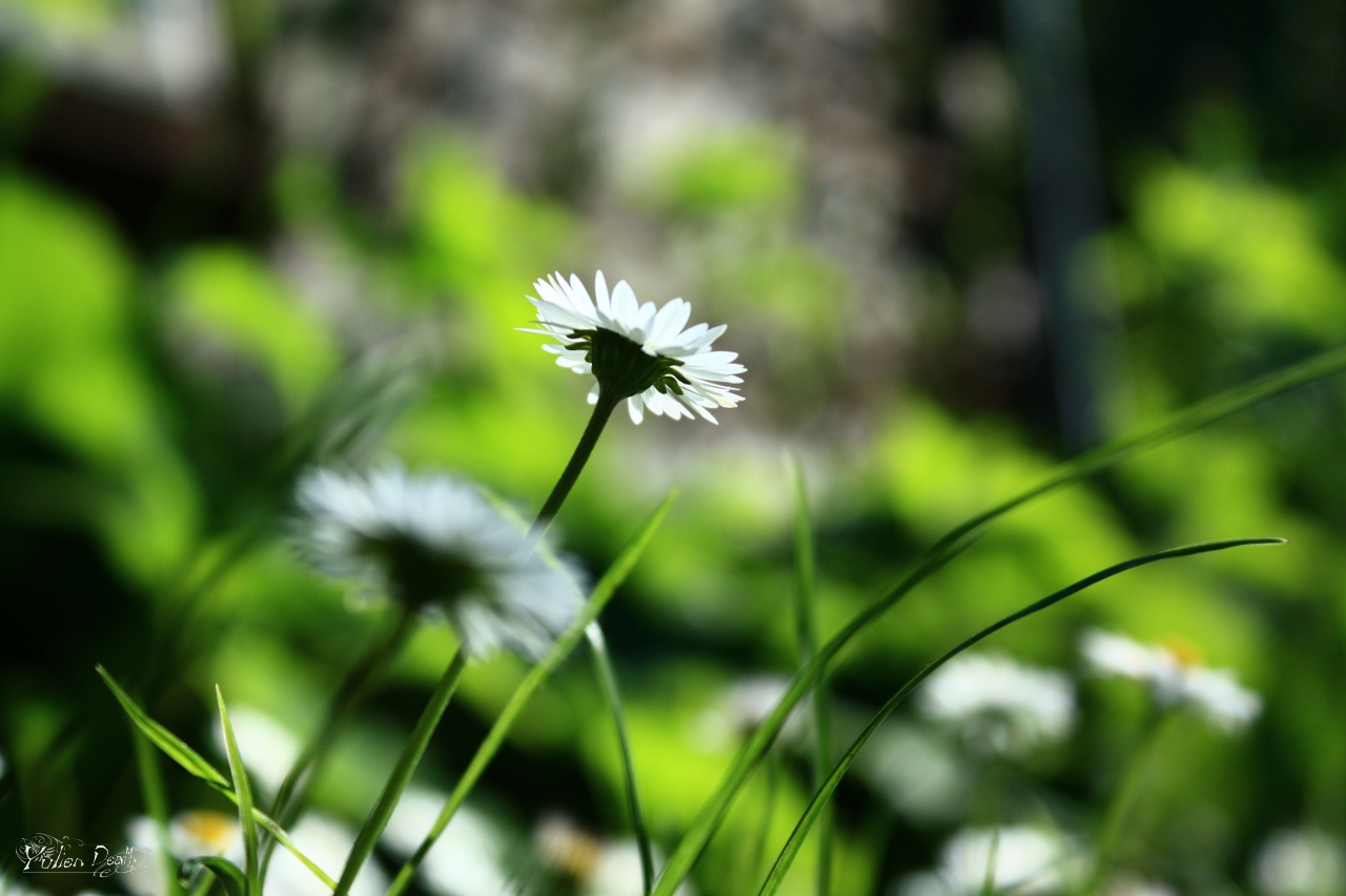 Summer beauty