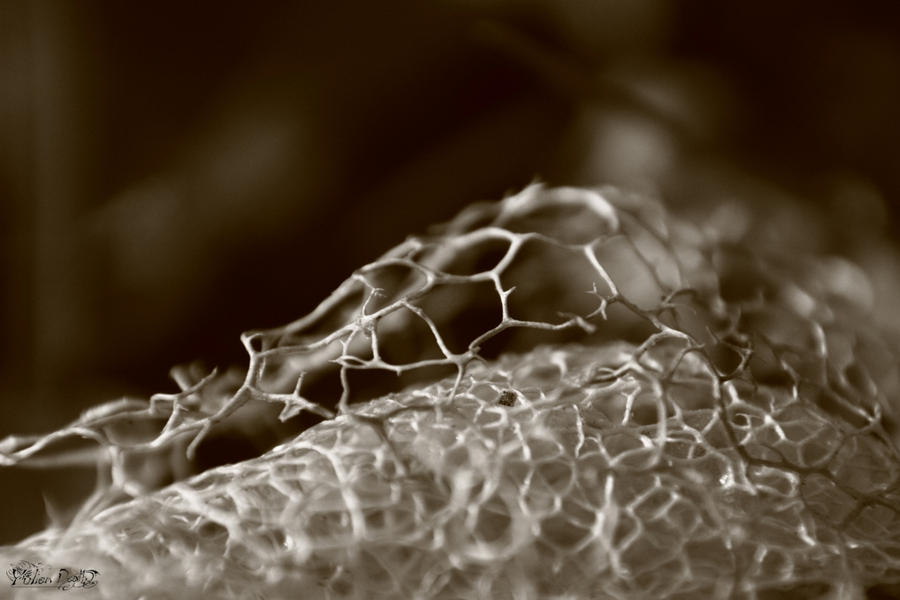 Decay by YulienDeath on DeviantArt