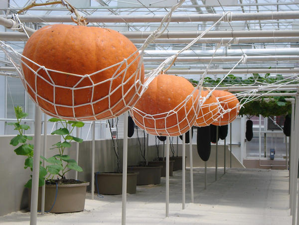 Hanging Pumpkins