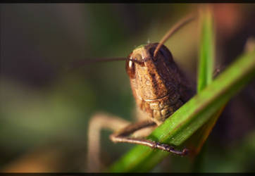 Grasshopper