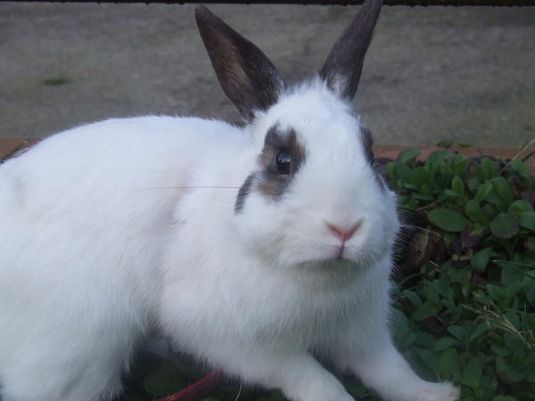 mimi the rabbit by diablessis on DeviantArt