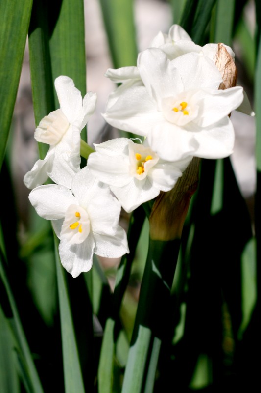 Paperwhites