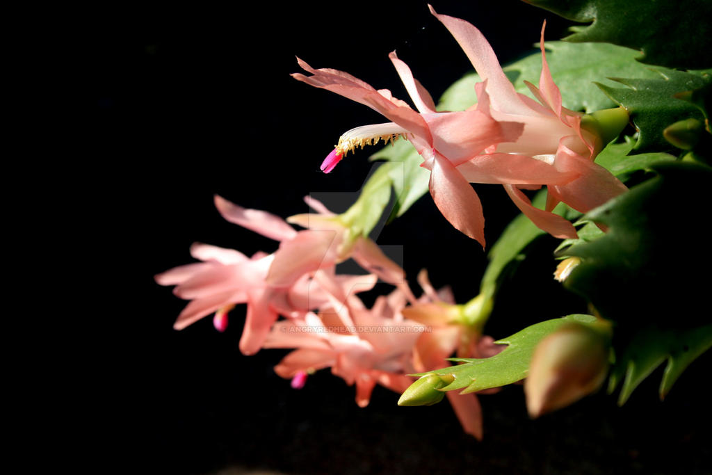 Salmon Holiday Cactus