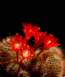 Rebutia Fulviseta