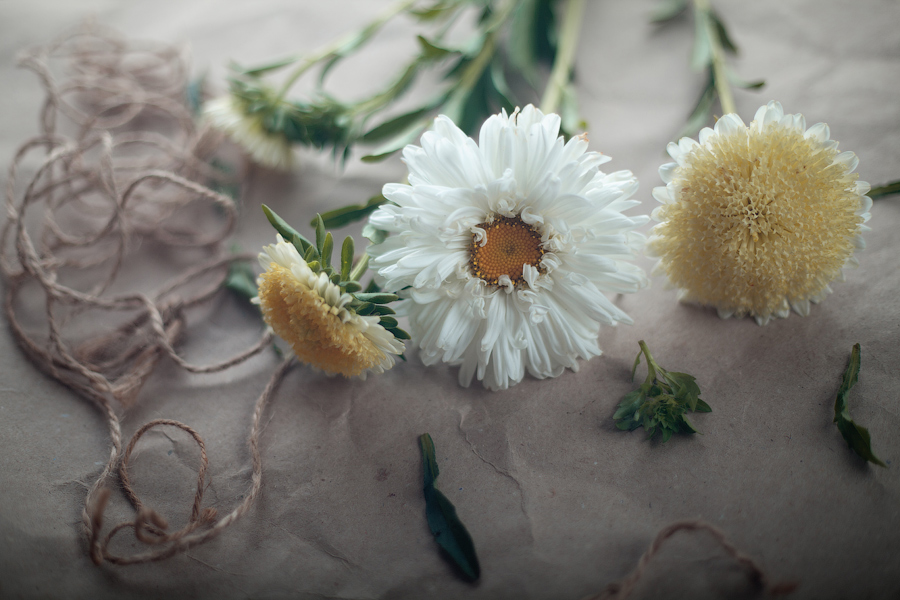 White aster