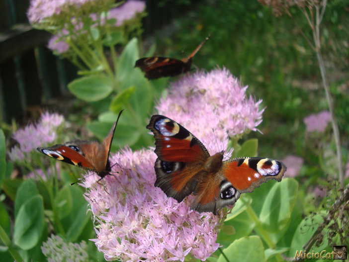 butterflies