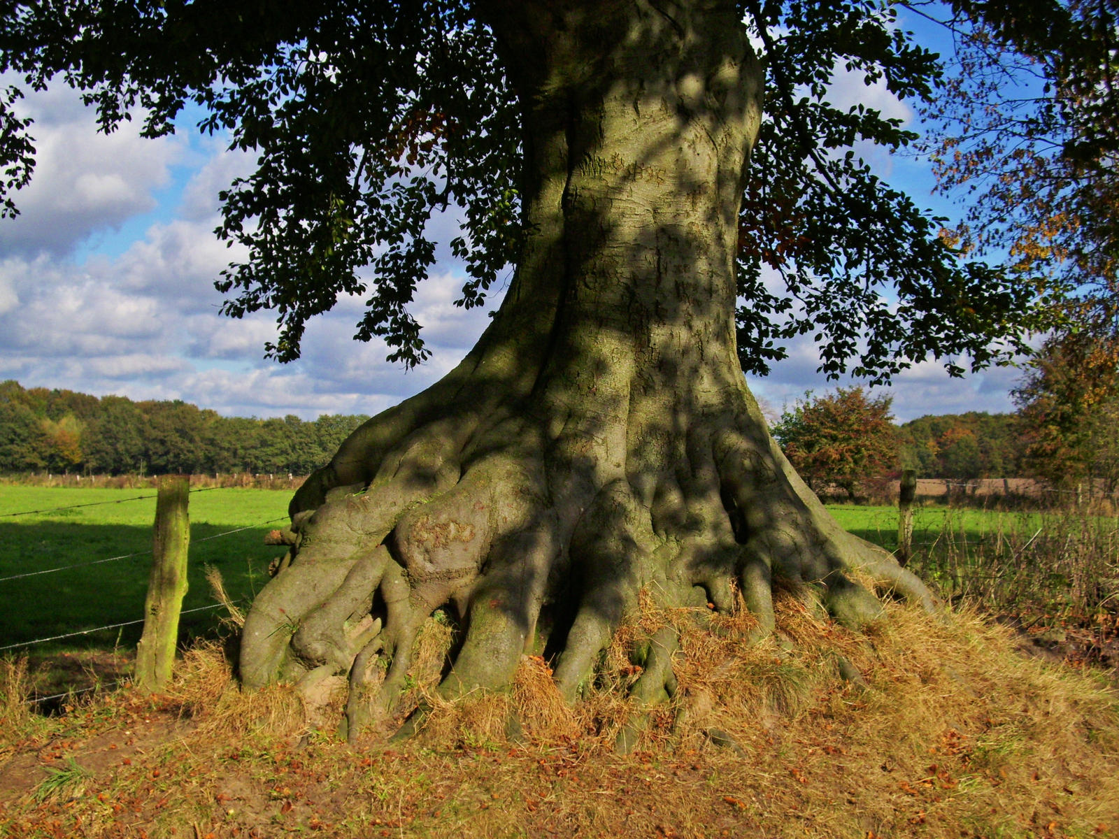 Ancient Rrot Ancient Roots by AvHumboldt on DeviantArt