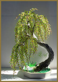 Willow bonsai