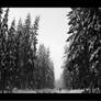 The woods of Gjerdrum IV