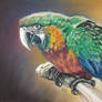 06. Ara Macaw