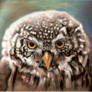 13. Pygmy Owl