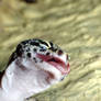 leopard gecko -smile