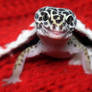 christmas leopard gecko