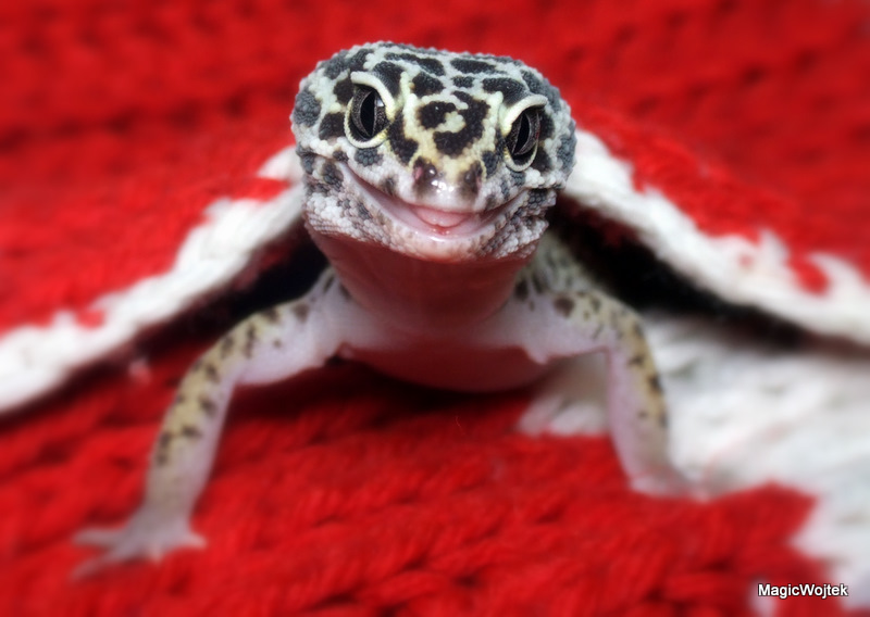 christmas leopard gecko