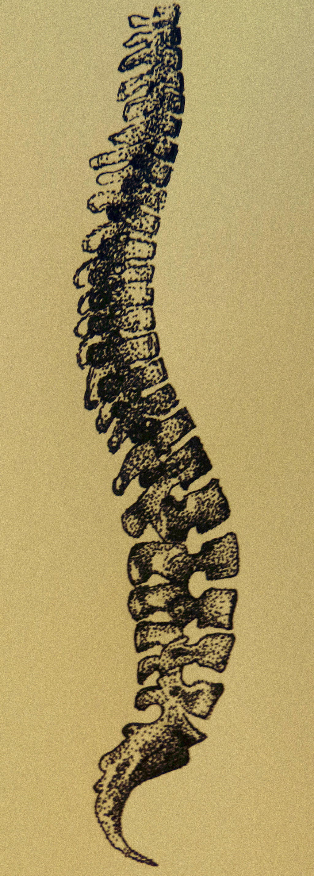 spine