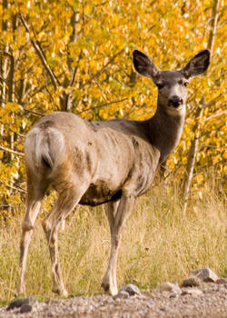 Mule Deer 1